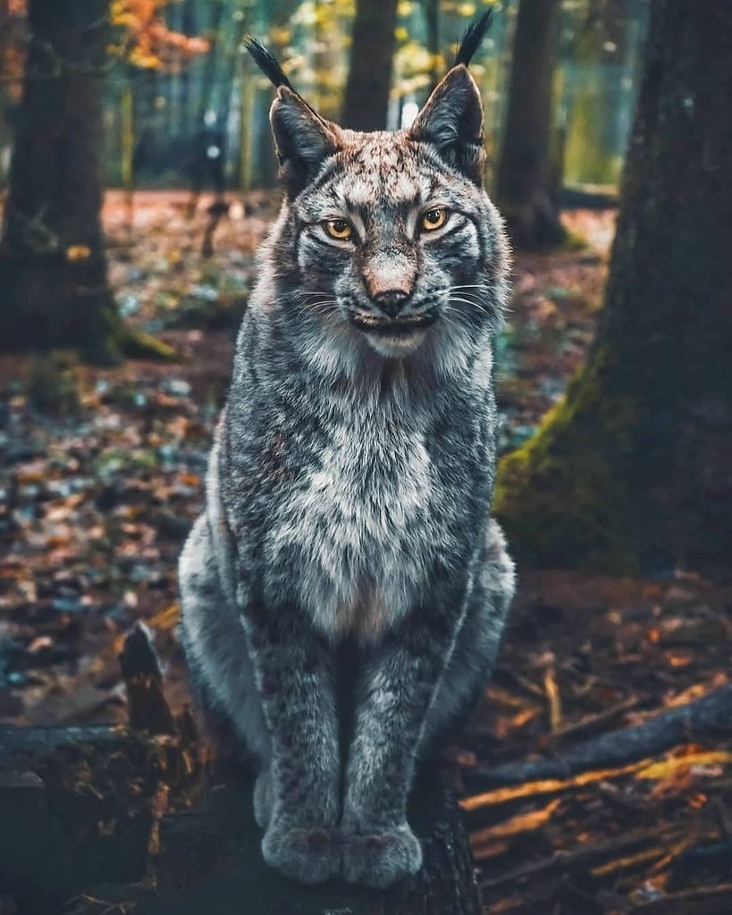     -  ,   .     ,   ...