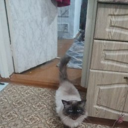 ����, �����-��������, 41 ���