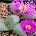 ���� �����, ������������, 51 ��� - ��������� 14 ������ 2024 � ������ ���� ����������