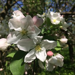 Elena �� ��������!, �������