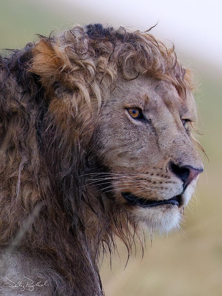 oopa ac a c pocoo po po,  c oeo apa c ao. ... - 2