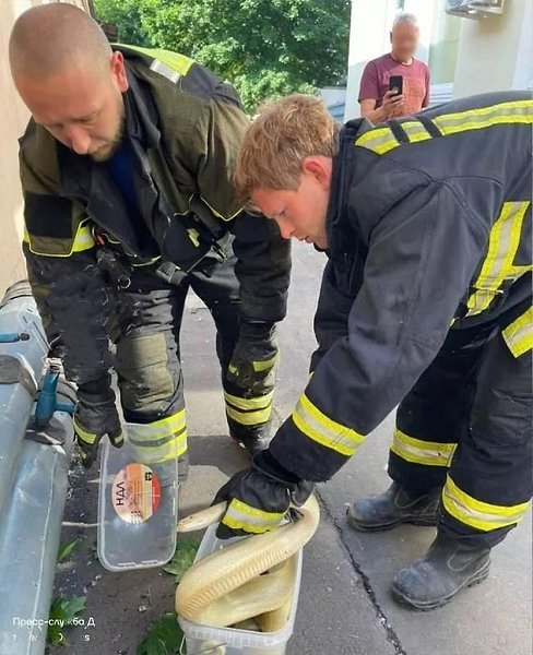 В центре Москвы спасатели поймали большую желтую змею. Инцидент произошел в районе Малого ...