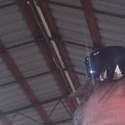 , 41 , 