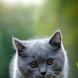 ����, ������, 47 ���