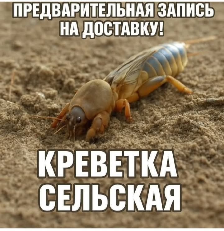 :)     ,    