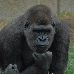 ������, ������, 48 ���