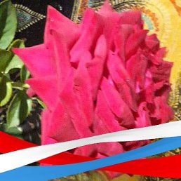 �������, �����������, 43 ����