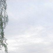 �����, 41 ���, �����������