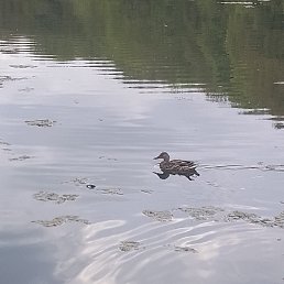 ���� �������, ������ ��������, 45 ��� - ��������� 15 �������� 2025