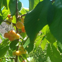 ���������, ������������, 44 ����