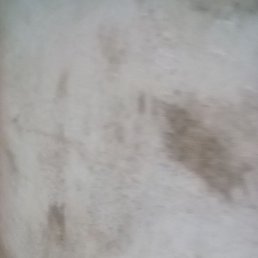 Lily, �����������, 36 ���