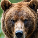 ���� Zhzi, ������� - ��������� 12 ������ 2026 � ������ ������ ��������