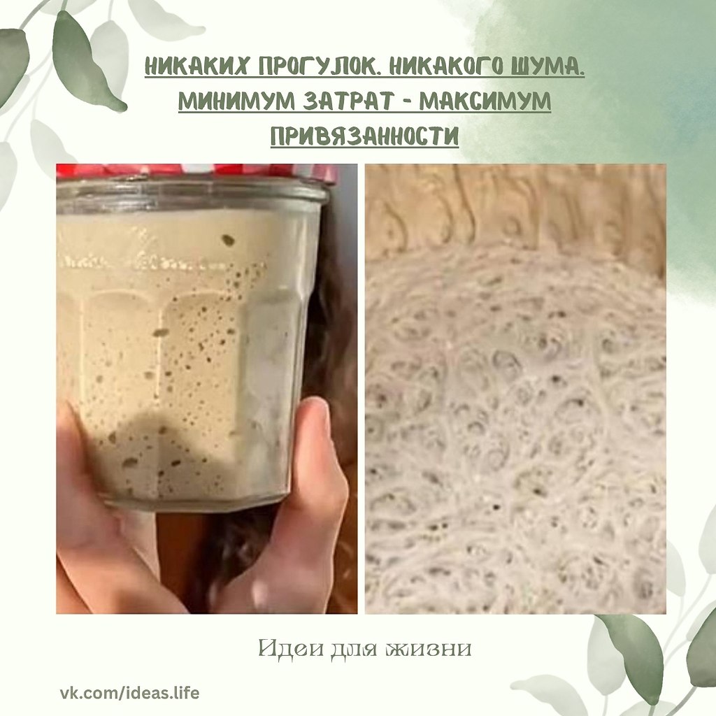В Китае набирает популярность новый вид домашних питомцев… дрожжи. Да-да, те самые, которые ...