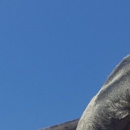 ���������, �����������, 31 ���