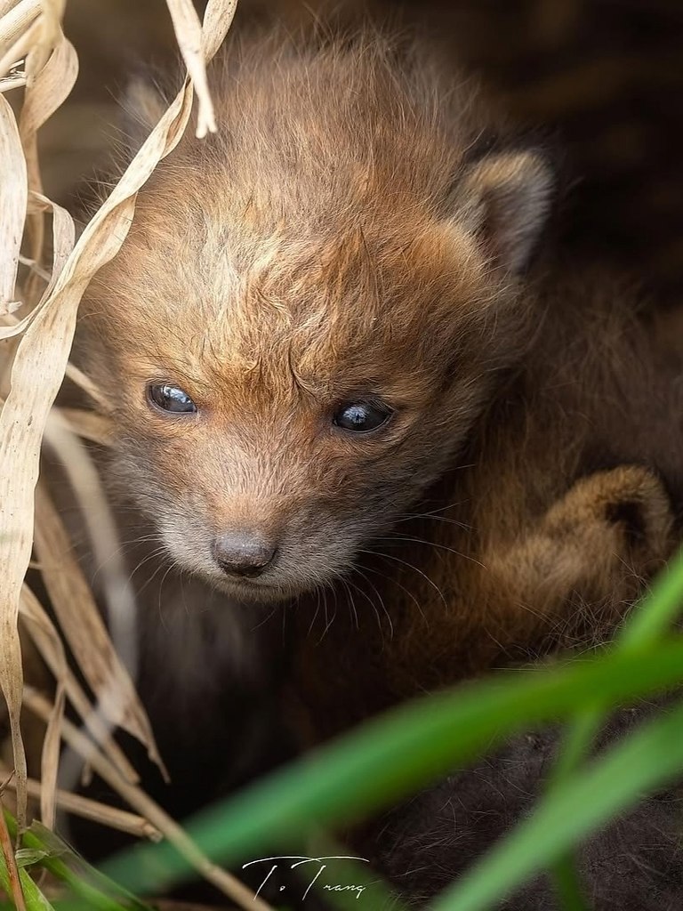Внимание! Сейчас будет кое-что важное! Малюсенькие лисята! - 6