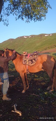 ���� ��������, ������, 26 ��� - ��������� 17 ����� 2024