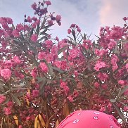 �������, 41 ���, ��������