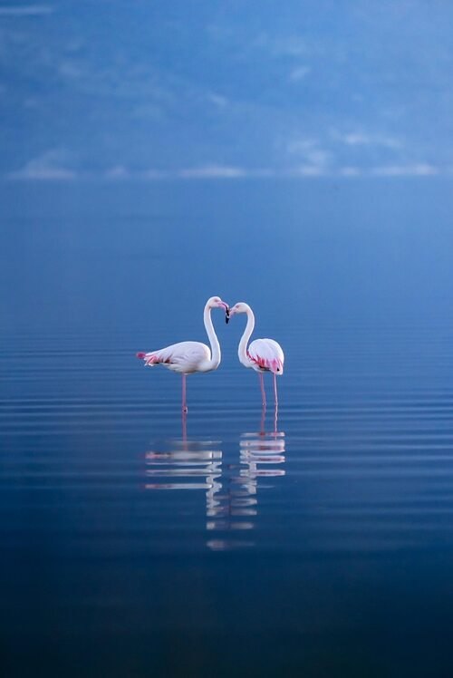  . : wildlifephotography