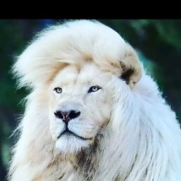 Arman, �������, 46 ���