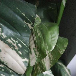 ����, �����-���������, 49 ���