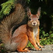 ����, 26 ���, �������