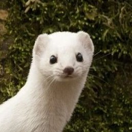 ���������, ����, 41 ���