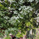  , , 58  -  29  2025   ,  2025