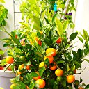 ���� Uegenia, ʸ���, 65 ��� - ��������� 22 �������� 2025 � ������ ���� ����������