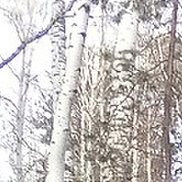 ����, 44 ����, ������ �����