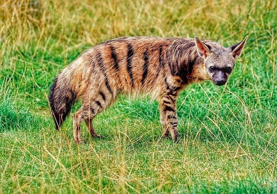 eo o pae  ceec eo. ee e opoae p o pa o. ... - 3