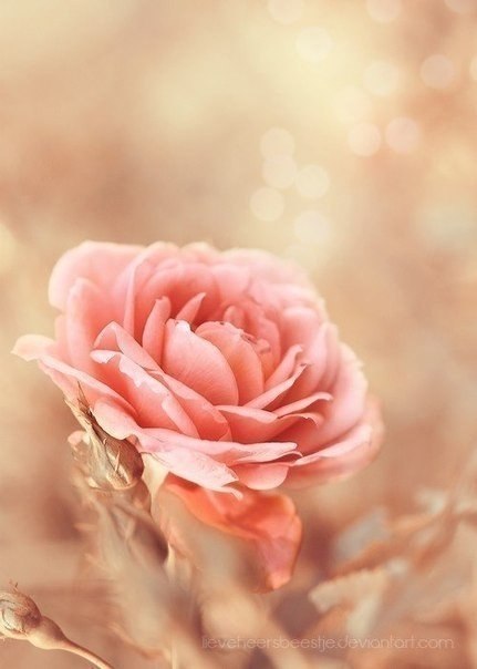 Люди дарят цветы, потому что в цветах заложен настоящий смысл Любви. Тот, кто попытается овладеть ... - 6