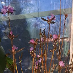 �����, �������