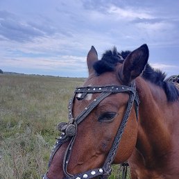 ���� ������, �������, 54 ���� - ��������� 16 ������� 2026