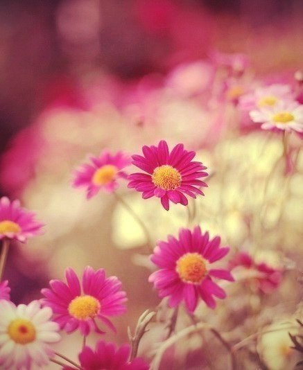 Люди дарят цветы, потому что в цветах заложен настоящий смысл Любви. Тот, кто попытается овладеть ... - 3