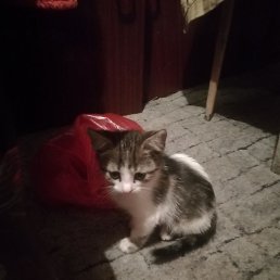 ������, �������, 46 ���