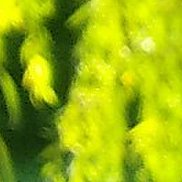 �������, 47 ���, ������