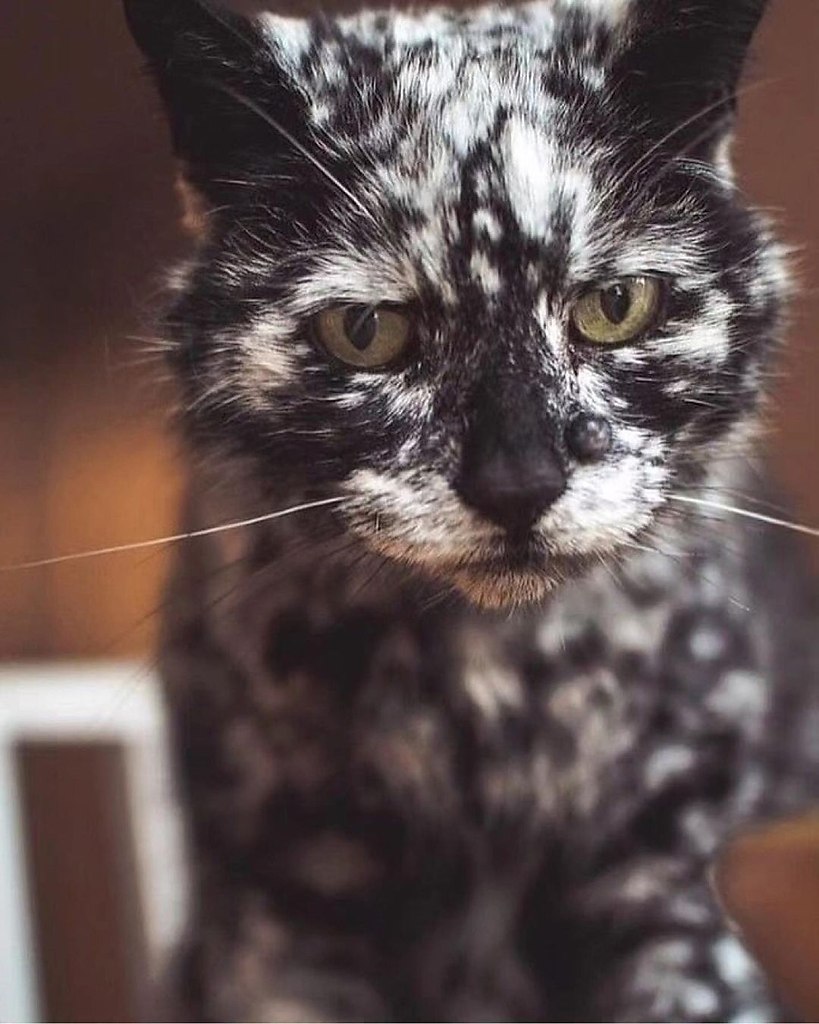 Кот скрэппи мраморный