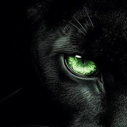 �����, ������, 44 ����