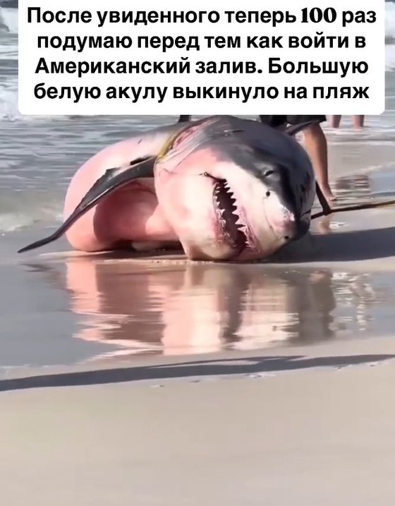   :        .    ... - 2