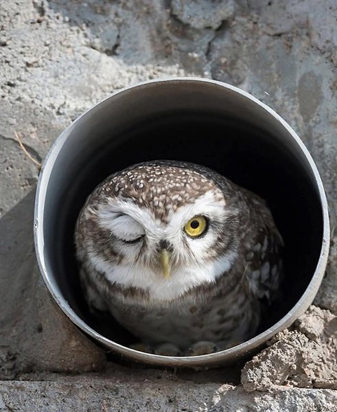 :)   Comedy Wildlife Photography Awards      - 5