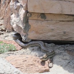 �������, ������, 43 ����