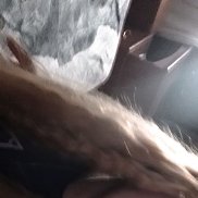 , 19 , 