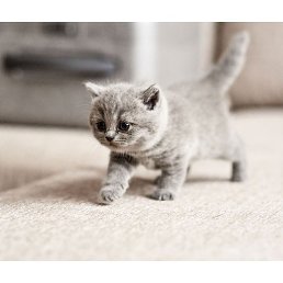 Kris, �����, 23 ����