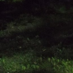 �����, ������, 43 ����