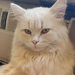 ���������, �����, 52 ����