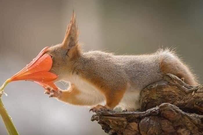 :) ,      (Geert Weggen)    .  ... - 10