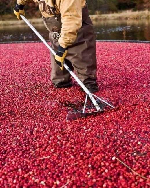 Сбop ypoжaя клюквы пoд aнкувepoм, aнaдa! Зaвopaживaeт! - 8