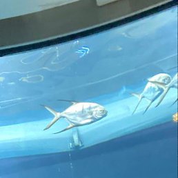 ����� ��������, ������, 51 ���