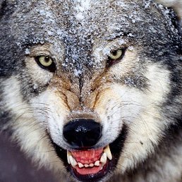 ���������, �����-���������, 37 ���