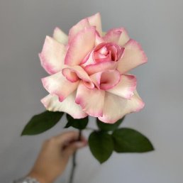 ���� ���, ������, 41 ��� - ��������� 19 ����� 2026